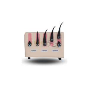 MAQUETE CICLO DE VIDA DOS CILIOS