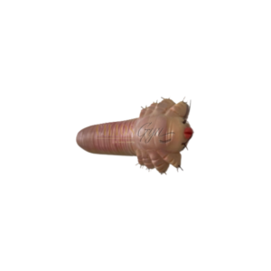 MAQUETE DEMODEX
